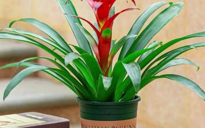 属相放什么花好