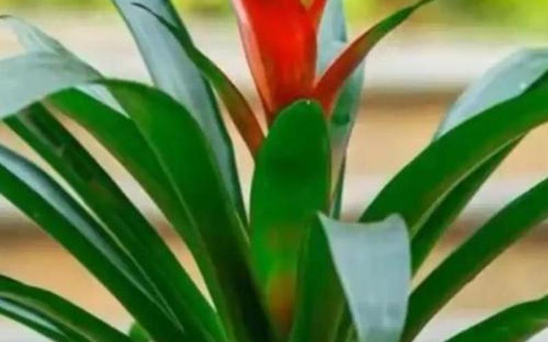 每个属相风水花卉有哪些图片