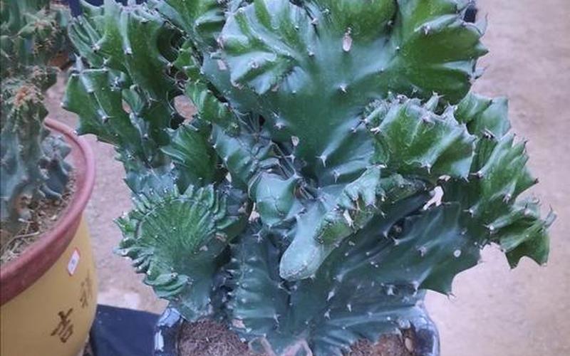 玉麒麟植物风水禁忌