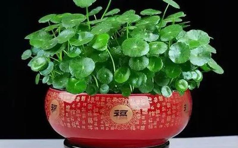 属相的旺财植物 属相的旺财植物