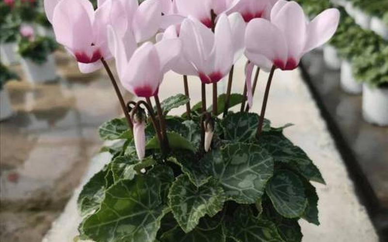 十二属相旺财的花有哪几种 十二属相旺财的花有哪几种