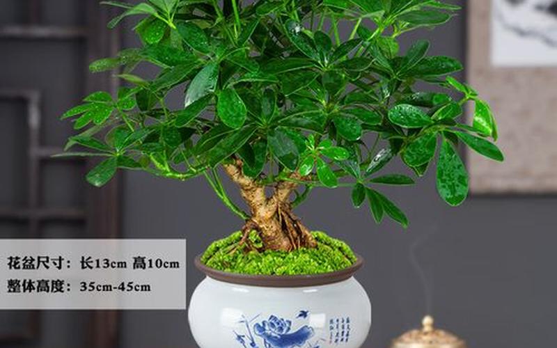 属相植物旺财放什么方位