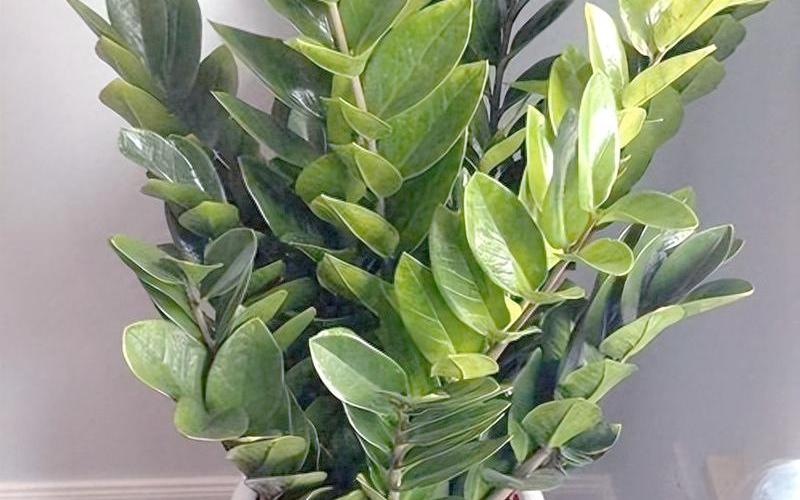 属相的旺财植物有哪些