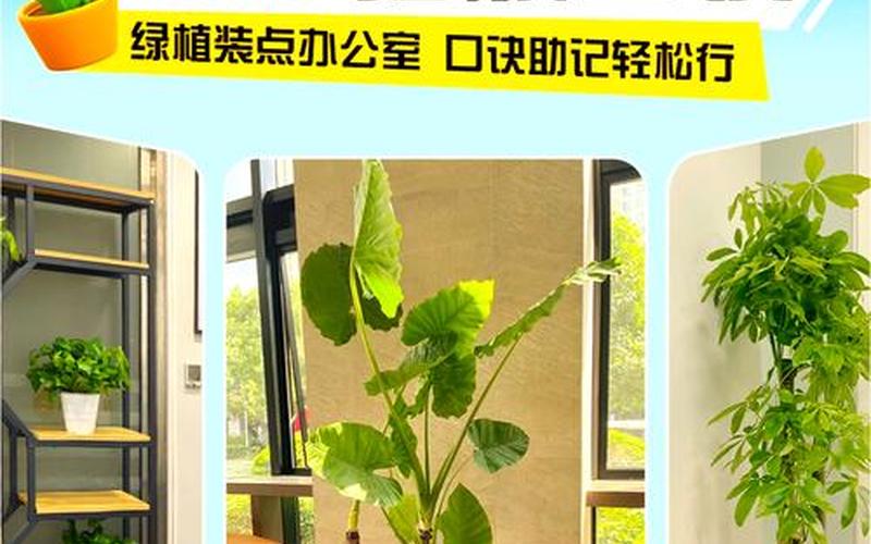 植物风水摆放位置图