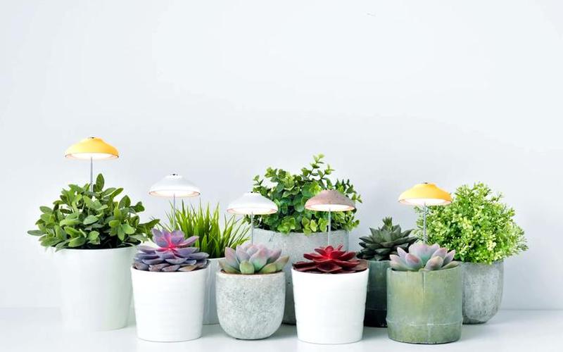 适合放在办公桌上的植物风水 适合放在办公桌上的植物风水