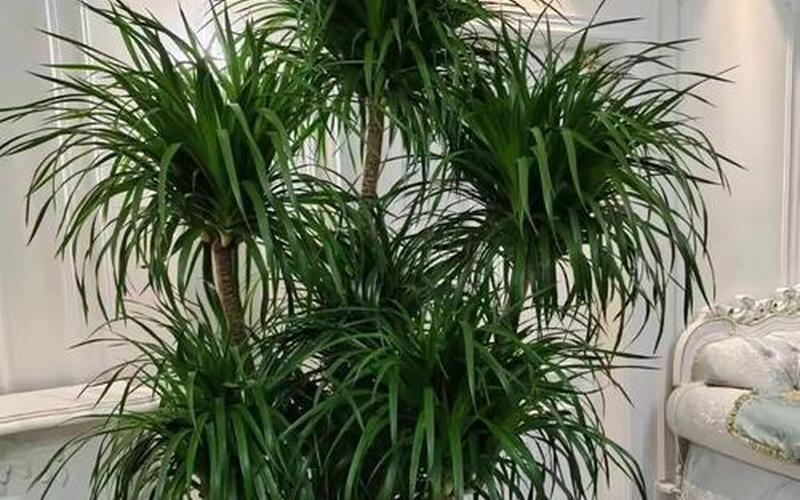 植物与风水的关系