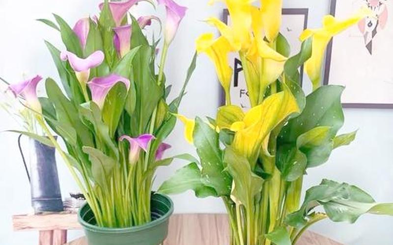 属相对应花卉 属相对应花卉