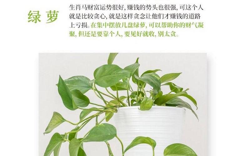 属相植物怎么养旺