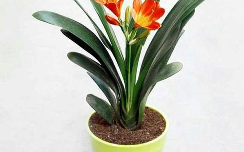 生肖属相养什么花 生肖属相养什么花