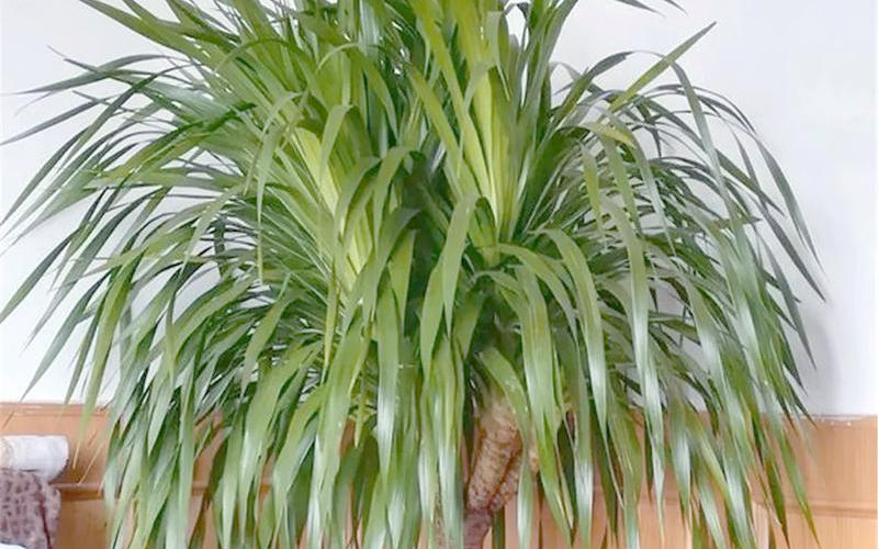 什么植物是风水植物 什么植物是风水植物