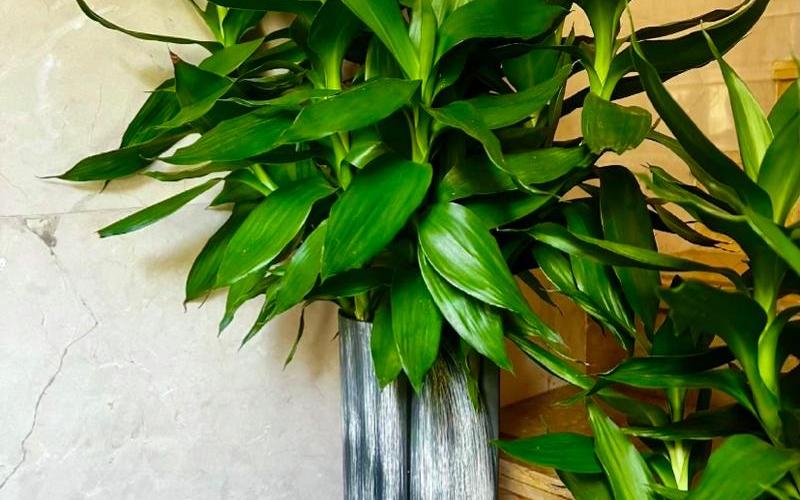 花草 风水 花草 风水