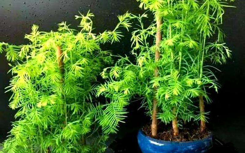 属相植物风水