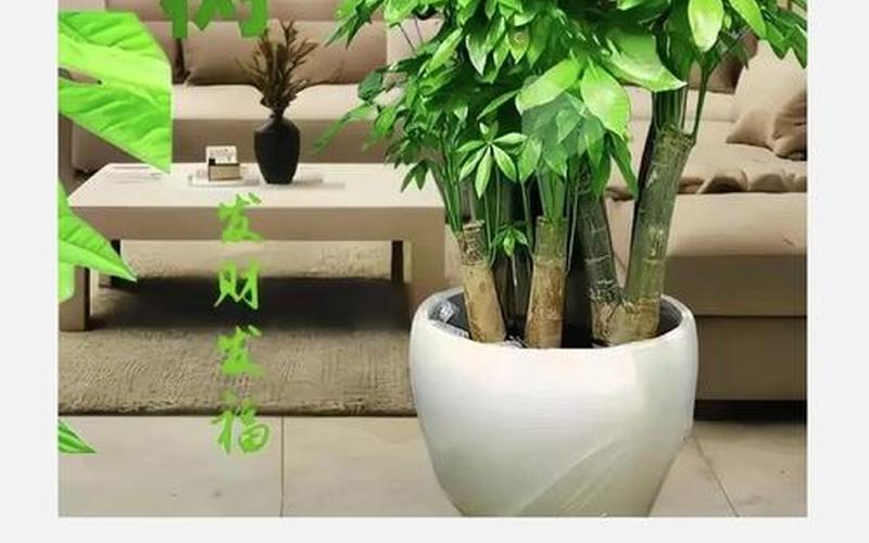 植物在风水中属什么生肖呢