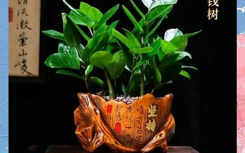 生肖配植物旺财 生肖配植物旺财