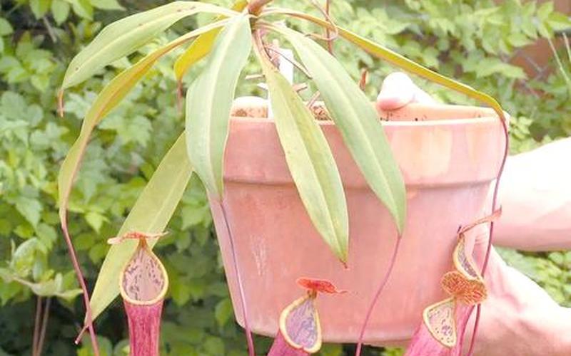 属相风水禁忌花卉 属相风水禁忌花卉