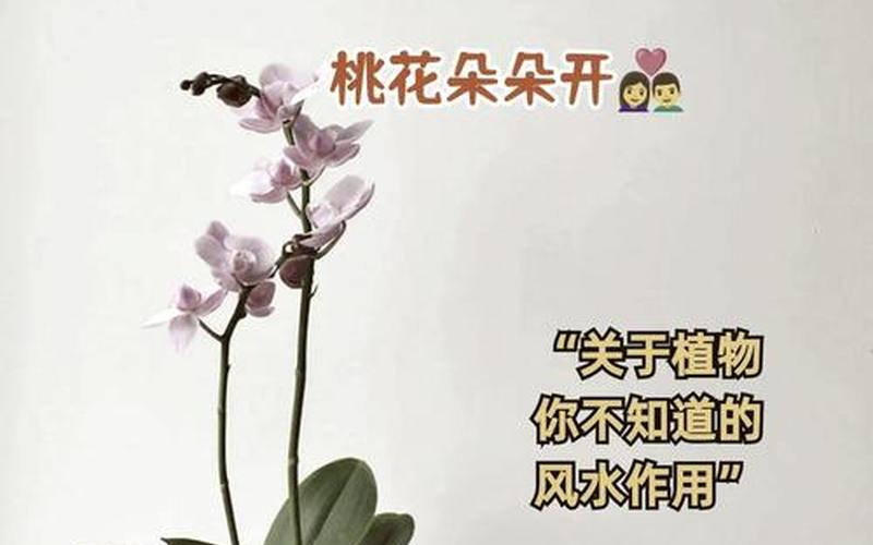 属性与植物风水的关系有哪些 属性与植物风水的关系有哪些