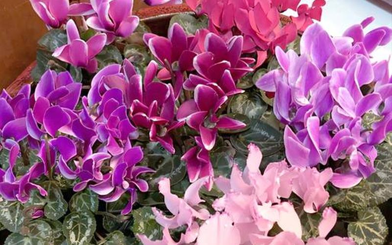 各个属相适合养的花 各个属相适合养的花