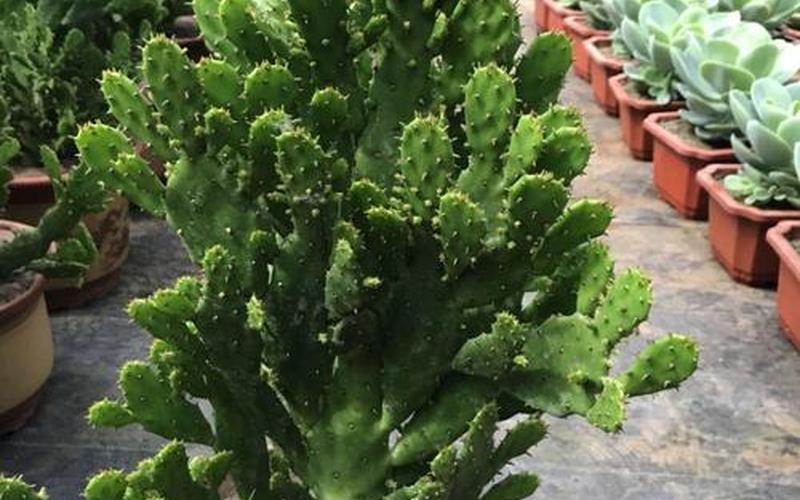 千手观音植物的风水作用 千手观音植物的风水作用