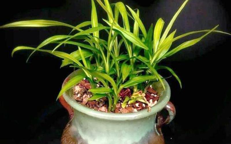 植物在风水中的作用 植物在风水中的作用