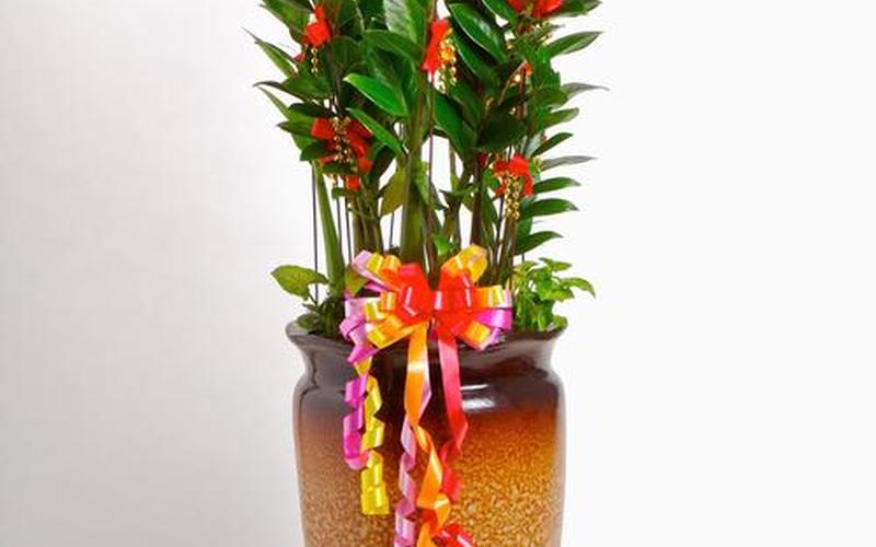 属相的植物风水 属相的植物风水