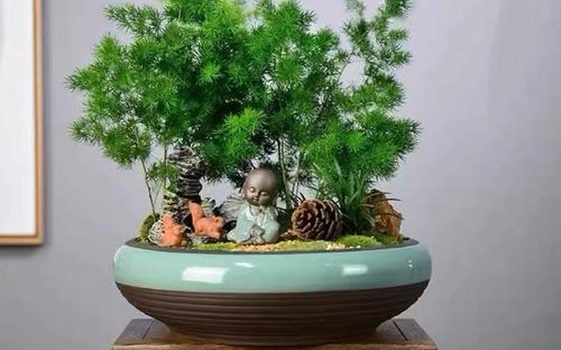 属相绿植 属相绿植