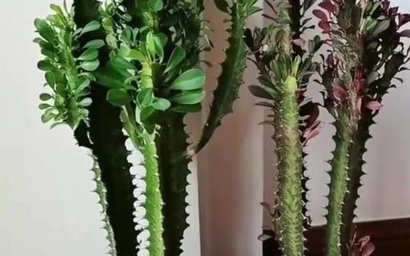 龙骨植物的风水作用 龙骨植物的风水作用
