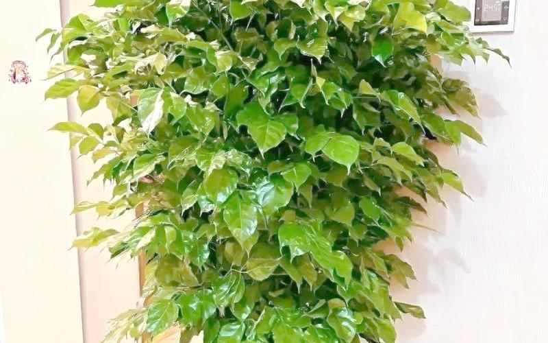 属相 绿植 属相 绿植