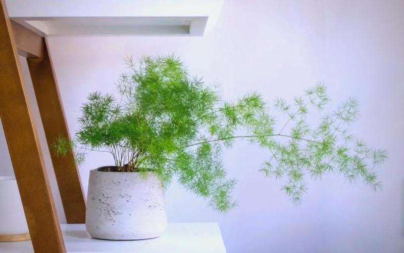 属相与植物的搭配图片 属相与植物的搭配图片