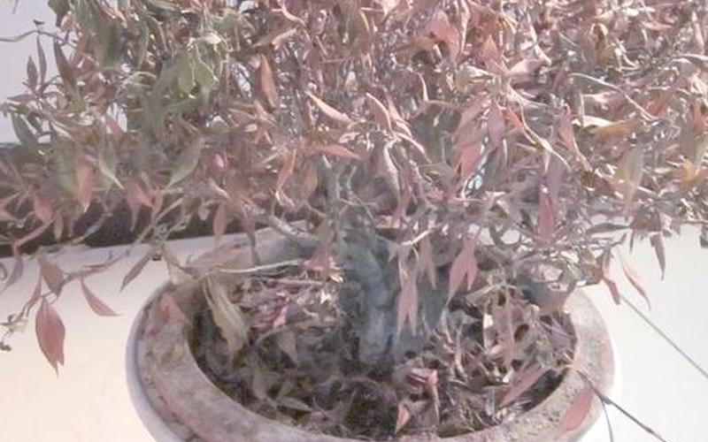 植物的风水禁忌有哪些