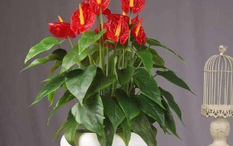 什么属相摆放什么花好