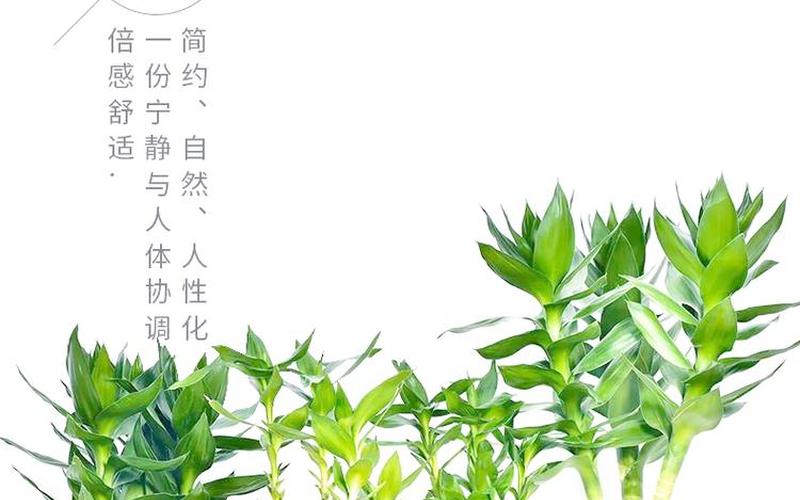 属相与植物风水关系 属相与植物风水关系