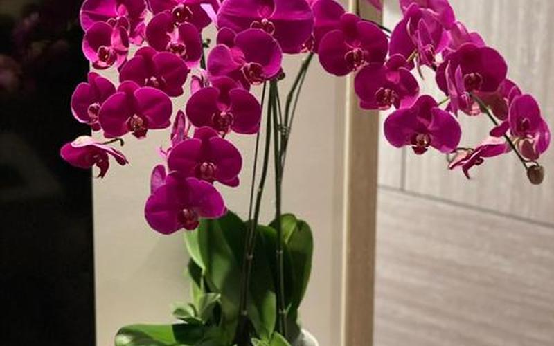 生肖适合的花 生肖适合的花