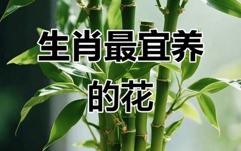 属相适合养的花 属相适合养的花
