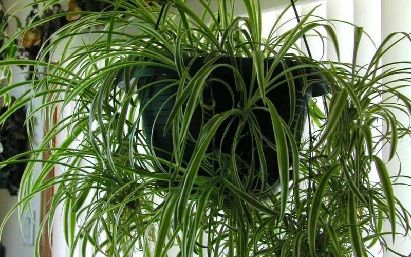 植物属阴 不利风水