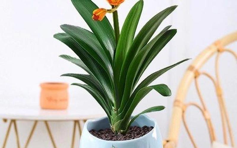 属相和绿植 属相和绿植