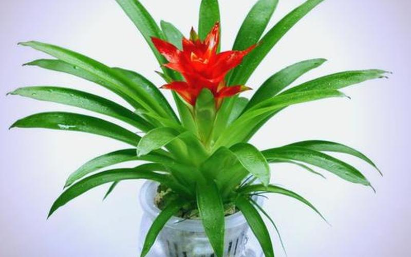 属相与植物风水 属相与植物风水