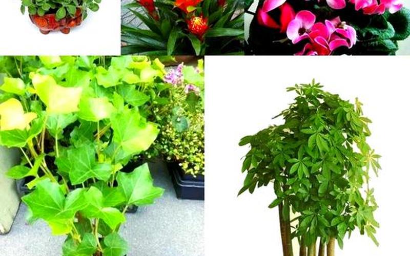 属相旺财植物怎么养 属相旺财植物怎么养