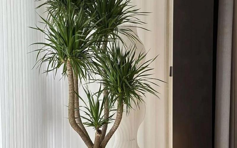 植物风水学的吉树 植物风水学的吉树