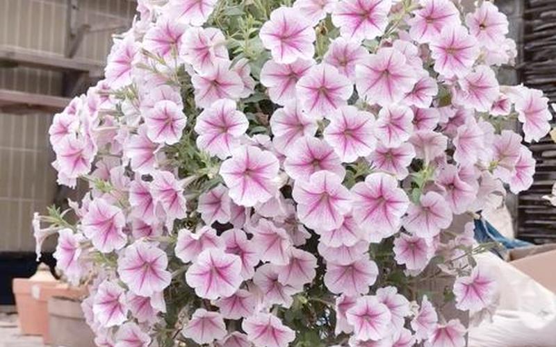 属相的吉祥花是什么花 属相的吉祥花是什么花