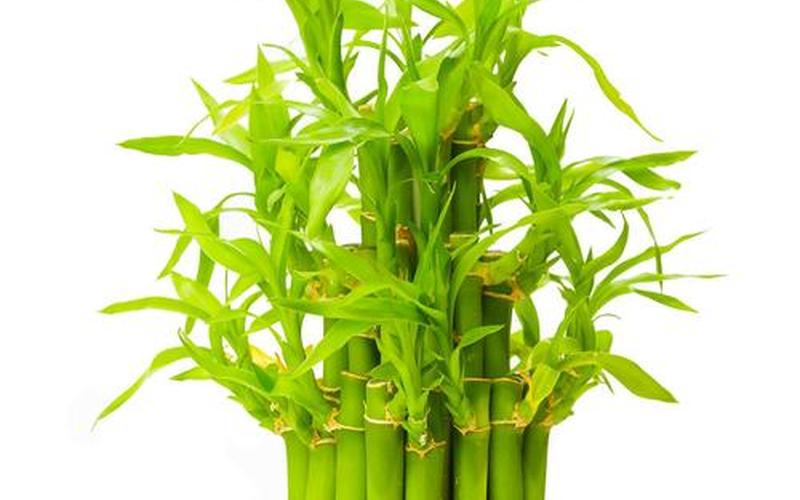 属相吉祥植物有哪些 属相吉祥植物有哪些