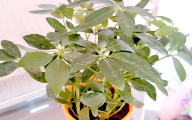 属相和植物的搭配情况图 属相和植物的搭配情况图