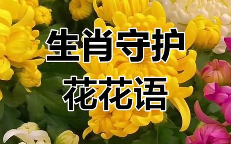 生肖和花摆放 生肖和花摆放