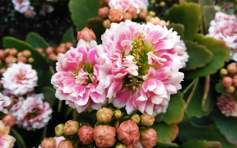 植物花草风水图片