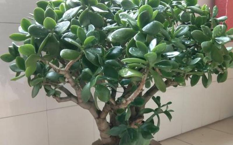 12种属相各适合什么花草 12种属相各适合什么花草