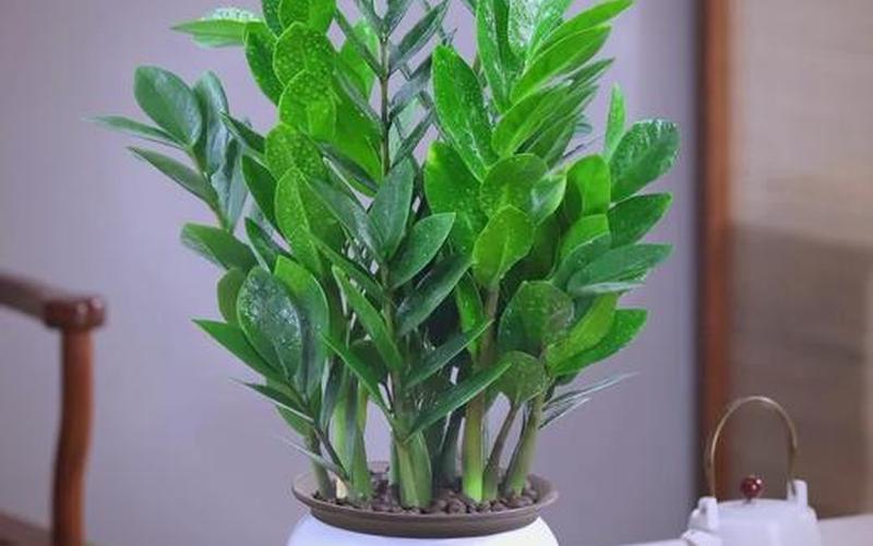 属相与植物的一个风水 属相与植物的一个风水