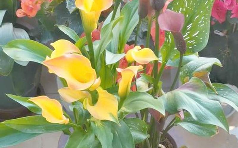 属相养的花 属相养的花