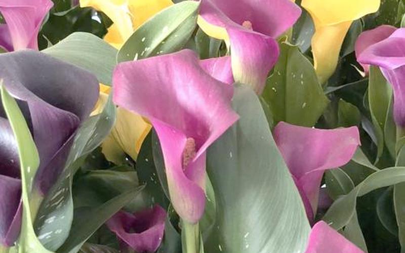 十二属相的吉祥花 十二属相的吉祥花