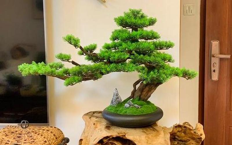 植物风水摆放方法