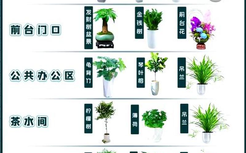 风水学植物摆放