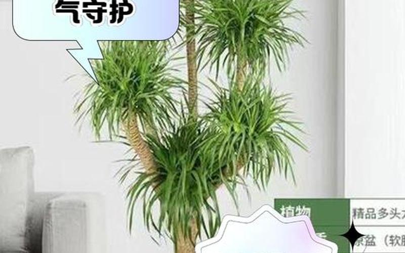 植物的风水作用与功效